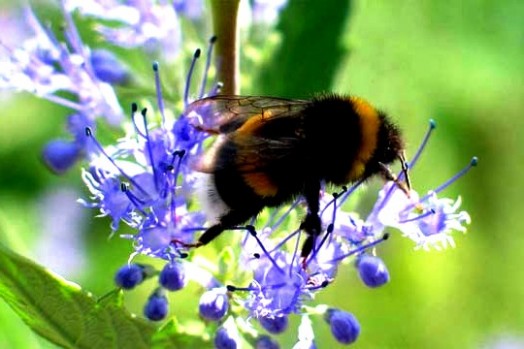 Bumble bees pictures (20)