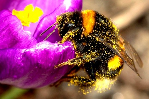 Bumble bees pictures (24)