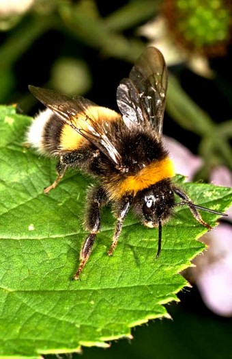 Bumble bees pictures (27)