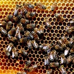 Honey extracting equipment