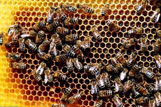 Honey extracting equipment (1)