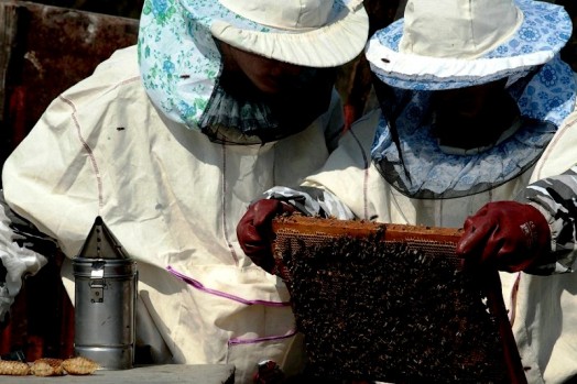 Honey extracting equipment (3)