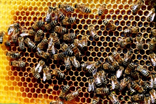 Honey extracting equipment (11)