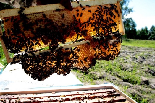 Honey extracting equipment (12)