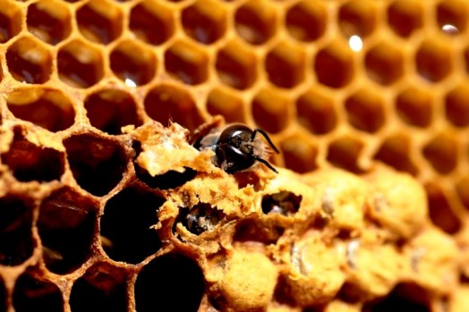 Honey extracting equipment (13)