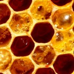 Medical use of honey - wound dressing - skin treatment