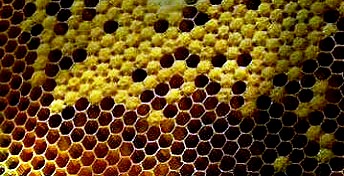 Bee farming (2)