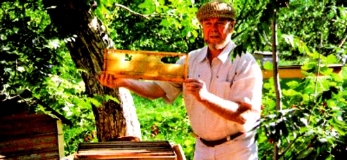 Bee farming (4)