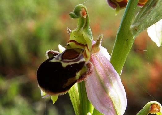 Bee orchid (6)