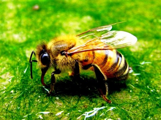 Bee stinger - bee sting remedies (3)