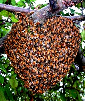 Bee swarms (4)