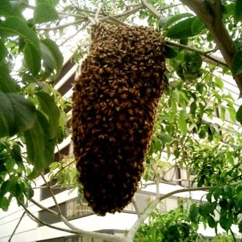Bee swarms (3)