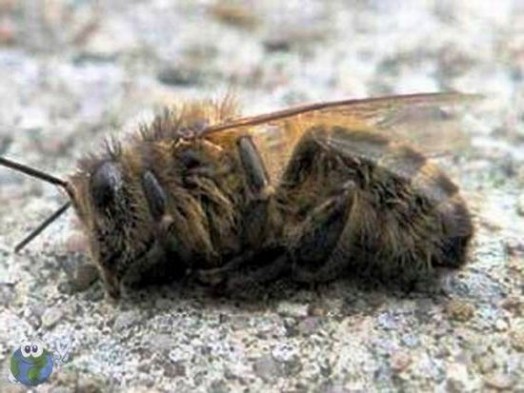 Bees dying (1)