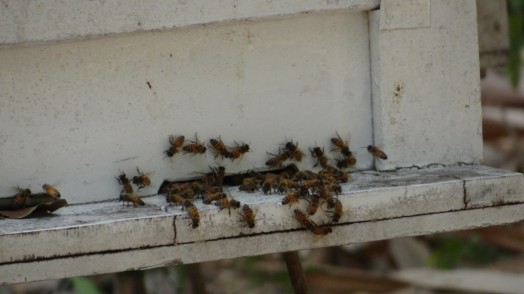 Bees in Thailand (1)