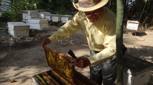 Bees in Thailand (3)