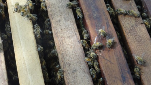 Bees in Thailand (23)