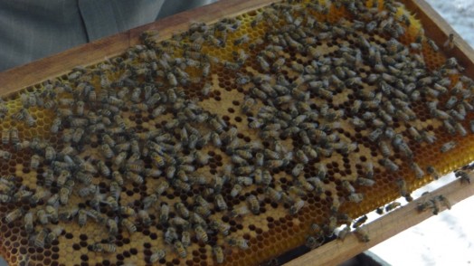 Bees in Thailand (20)