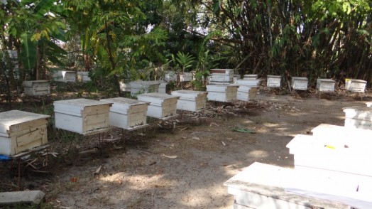 Bees in Thailand (16)
