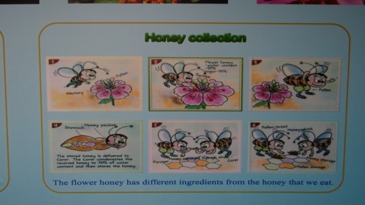 Bees in Thailand (10)