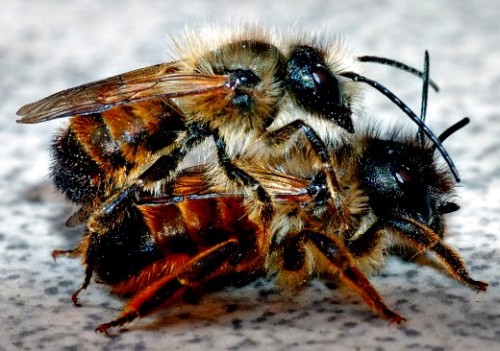 Mason bees (1)