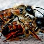 Mason bees