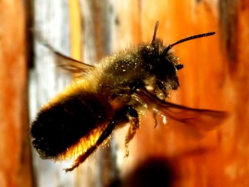 Mason bees (2)