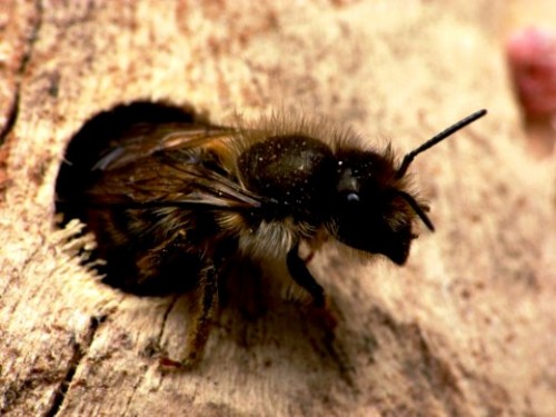 Mason bees (6)