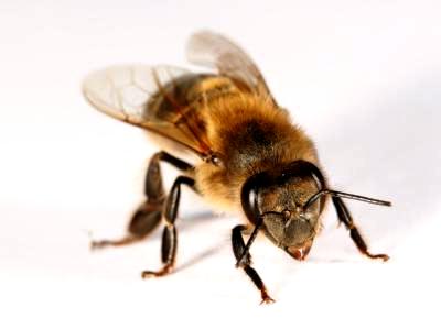 What is bee in South Africa (1)