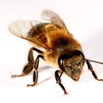 What is bee in South Africa