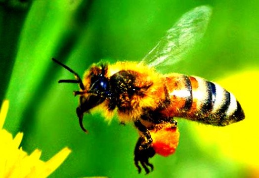 Worker bee (2)
