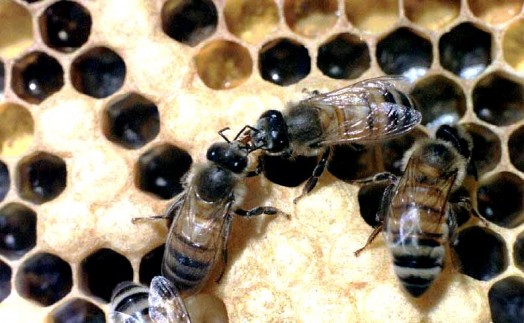 Worker bee (3)