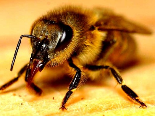 Worker bee (5)