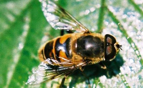 Bee symbol - symbolism of bees (1)