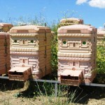 Beekeeping in India