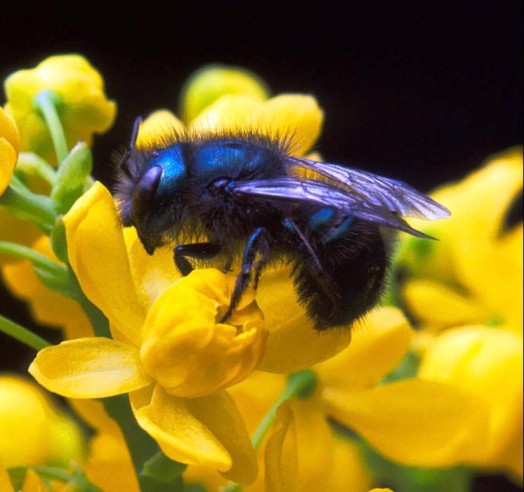 Blue bee (1)