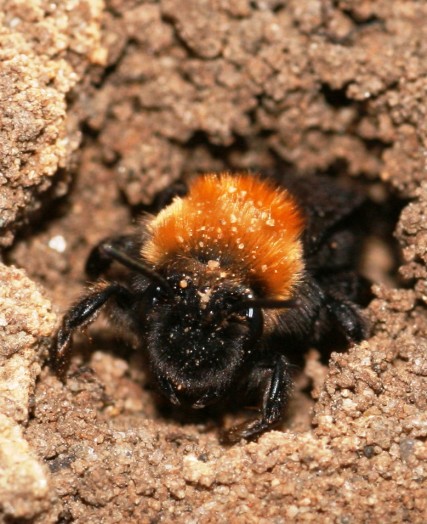 Ground bees (3)