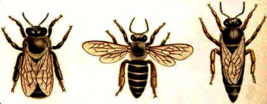 Species of bees (1)