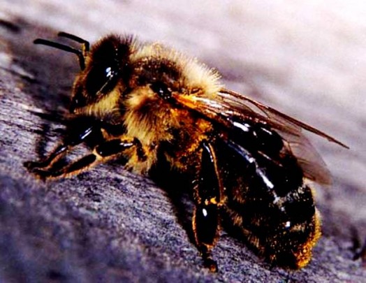 Species of bees (2)