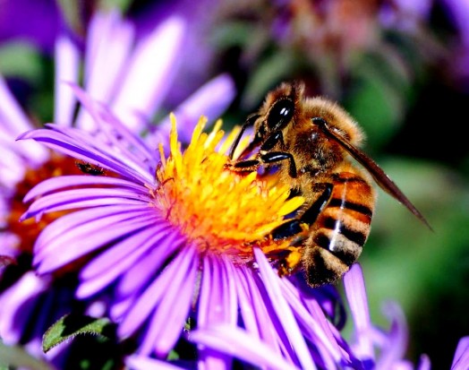 Species of bees (4)