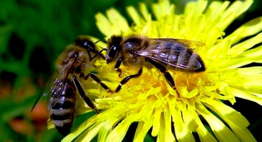 Species of bees (5)