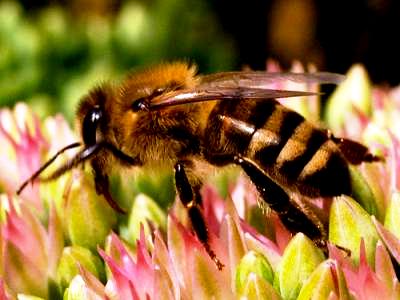 Species of bees (7)