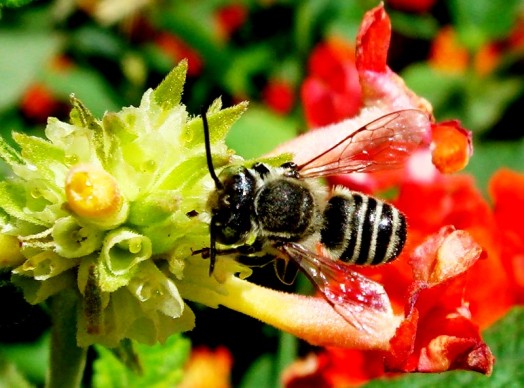 Species of bees (9)