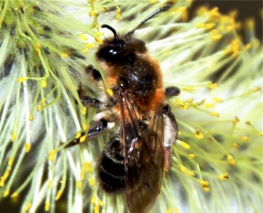 Yellow bees (7)