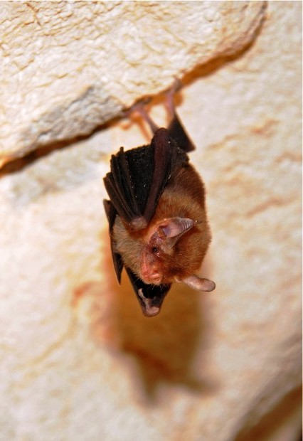 Bumble bee bat (1)