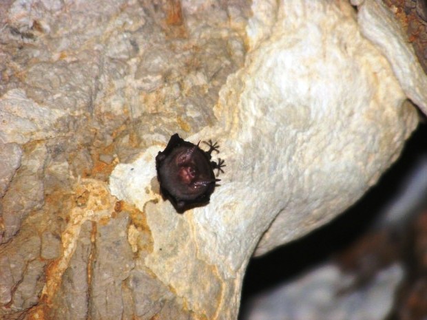 Bumble bee bat (6)